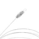 [14258] Corda Cavaquinho 2a Giannini Canario GESC22A Com Chenilha Cod 2682